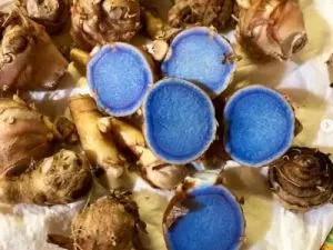 Black Turmeric Finger