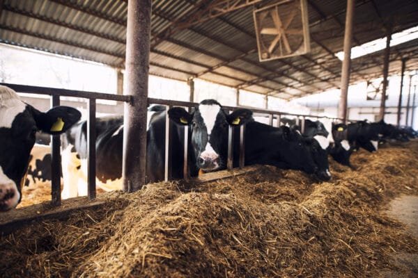 Cattle Feed