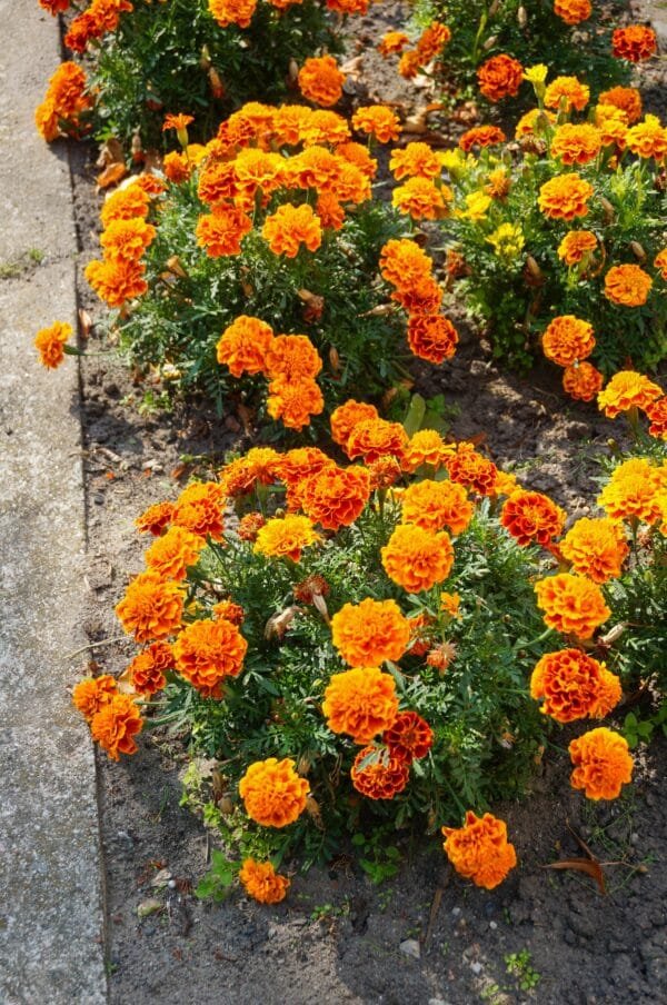 Fresh Marigold Flower - Image 2
