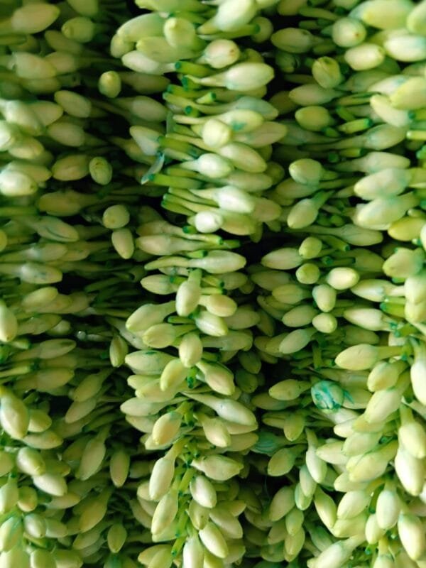 Jasmine Flower Garland