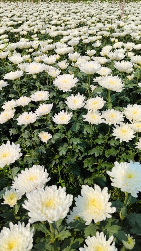 Chrysanthemum Flower