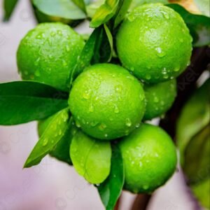 Fresh Green Lemon