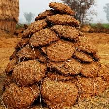 Cow Dung