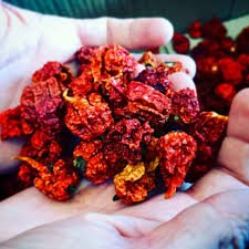 Carolina Reaper - Image 2