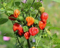 Carolina Reaper - Image 3