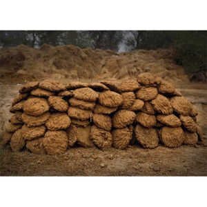 Cow Dung