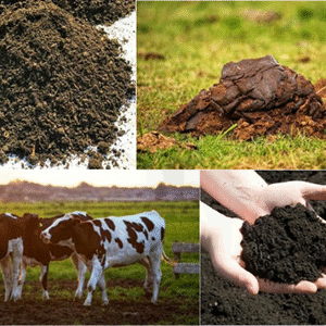 Cow Manure