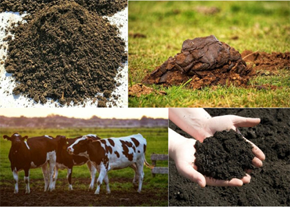 Cow Manure
